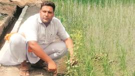 Punjab, Punjab gun license, Punjab News, Punjab government, gun license, tree plantation, Ferozepur, Ferozepur news, India News, Indian Express