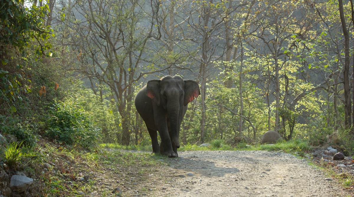 Dhikala, Jungle, Corbett tiger reserve, Shivalik hills, indian express news