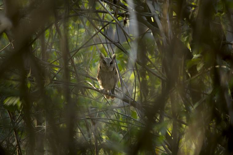 Dhikala, Jungle, Corbett tiger reserve, Shivalik hills