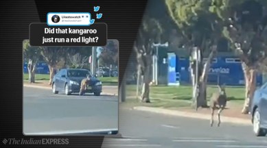 kangaroo, kangaroo jumps headlight, australia, Australian city, viral video, trending, indian express, indian express news