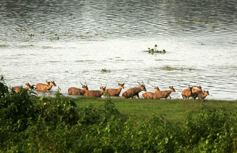 Assam floods: Hog deer killed while seeking refuge in Kaziranga | North ...