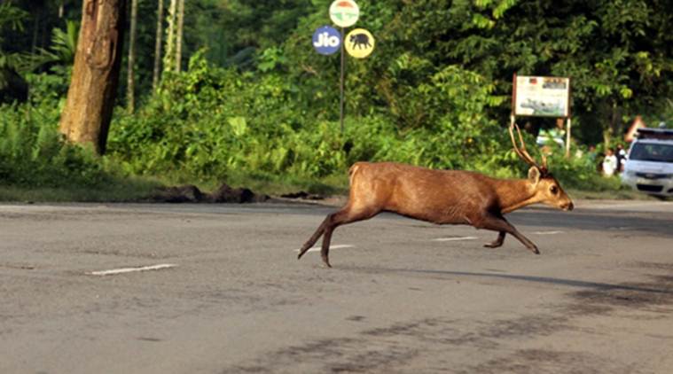 kaziranga national park, assam hog deer, assam hog deer killed, hog deer road accident assam, wildlife trust india, kaziranga news