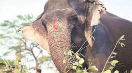 elephant laxmi missing, elephant custody, delhi high court, delhi city news, indian express