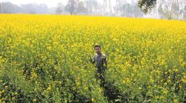 union budget, pulses, indian pulses, finance minister, Nirmala Sitharaman, budget 2019, oilseeds, budget farming, vegetable oils, oil import, vegetable oil import, palm oil, soyabean, edible oil, indian express news