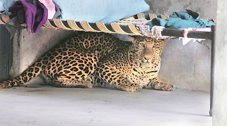 In defence of the Bengaluru leopard: Why big cats are entering cities