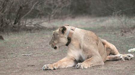 Gujarat lion dead, Lion found dead in Gujarat, Gujarat's Bhavnagar, Gir forest, Gujarat news, Indian express