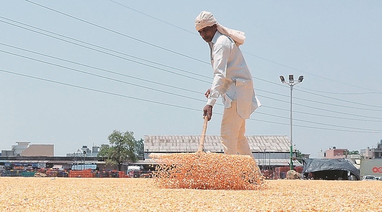 punjab farmers, kharif crop season, kharif season, rabi crop season, rabi season, kharif crops, rabi crops, maize crops, india news, Indian Express
