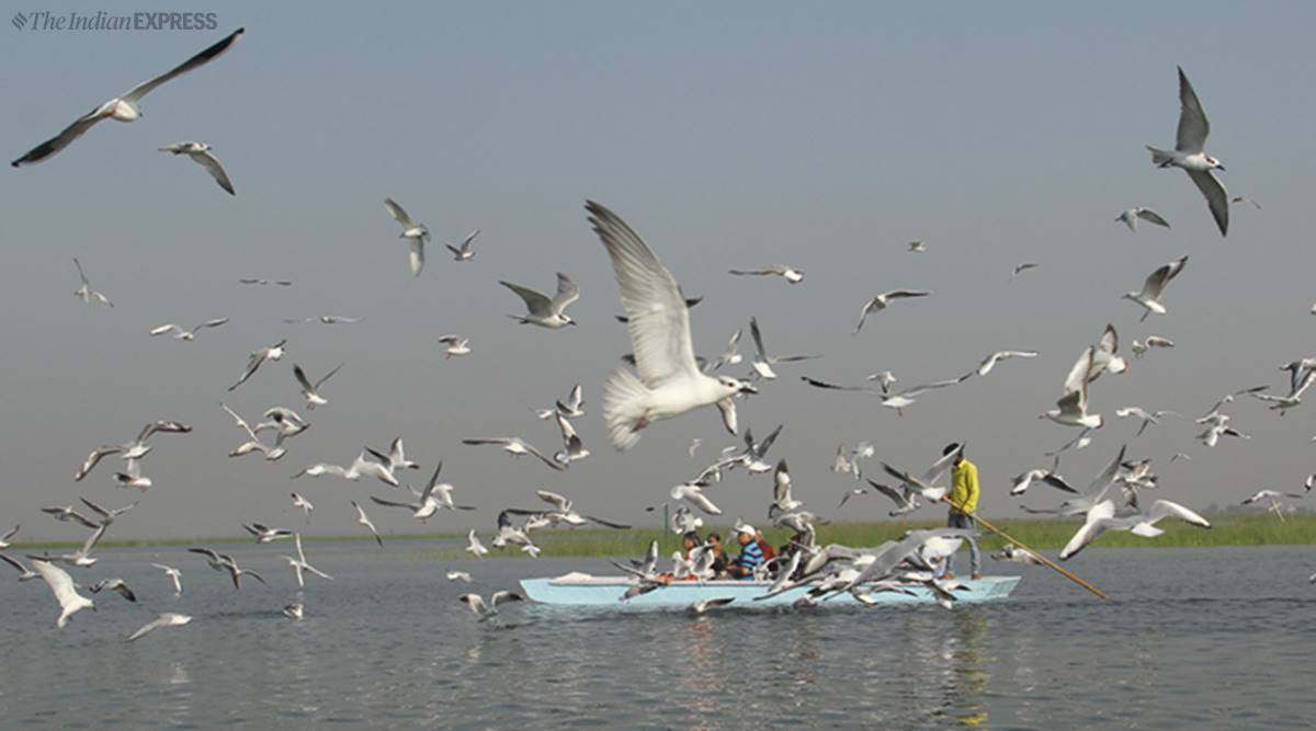 Haryana government, Ramsar Convention, Sultanpur bird sanctuary, indian wetlands, Bhindawas Lake, jhajjar district, chandigarh news, chandigarh latest news, india news, indian express