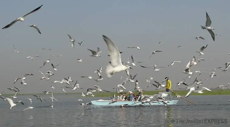 Download Nalsarovar Bird Sanctuary Ahmedabad Pictures