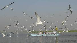 Nal sarovar, Nal sarovar bird sanctuary, nal sarovar encroachment, Nal Sarovar Gujarat, Islands in nal Sarovar, Migratory birds, Encroachment, India News, Gujarat news, Ahmedabad, Indian Express