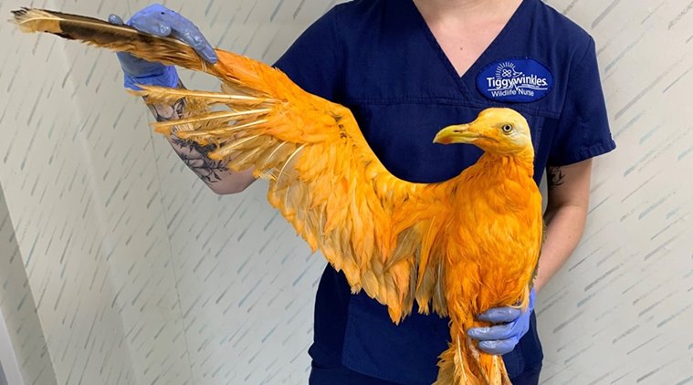 Rescued 'rare' orange bird turns out to be a seagull that was covered in  curry | Trending News,The Indian Express