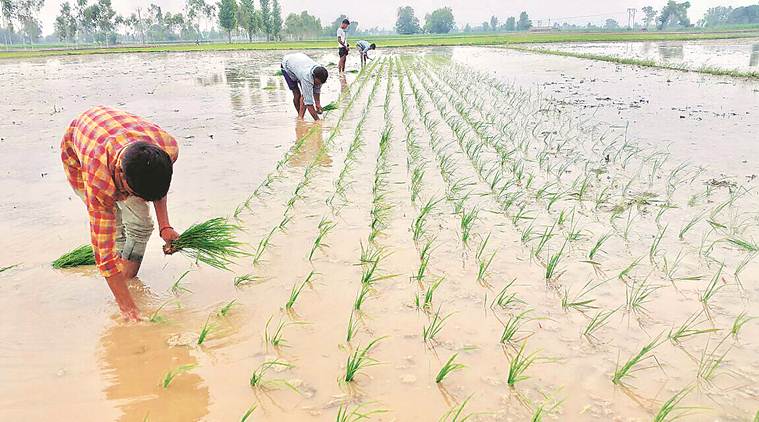 Punjab defies country-wide trend, kharif crop sowing up by 20 per cent in June | India News,The Indian Express