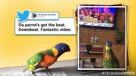Dancing parrot viral video, Lorikeet parrot twitter viral video, Dancing parrot twitter viral video, Lorikket parrot dancing video, Trending, Indian Express news
