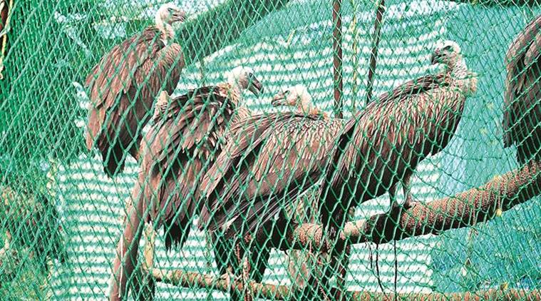Pinjore centre to study impact of painkiller for animals on raptors