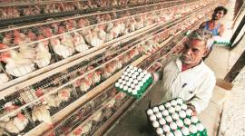 sanjay raut, vandana chavan, rajya sabha mp vandana chavan, vandana chavan rajya sabha, poultry farm, poultry, india news, Indian Express