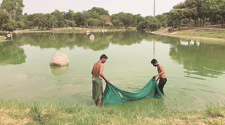 delhi water body, delhi raj ghat lake, delhi yamuna, raj ghat lake fishes, indian express, delhi news