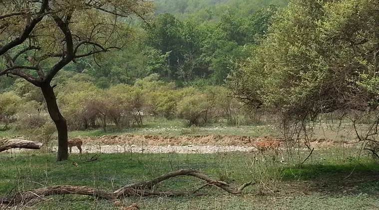 Supreme Court, Rajaji, Uttarakhand, Rajaji Tiger Reserve, Jim Corbett, highway construction, uttarakhand government, Ramnagar-Kalagarh road, Jim Corbett animals, how to visit jim corbett, Indian Express
