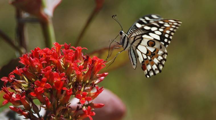 process of becoming butterflies, catterpillars becoming butterflies, how catterpillers become butterflies, indian express, indian express news
