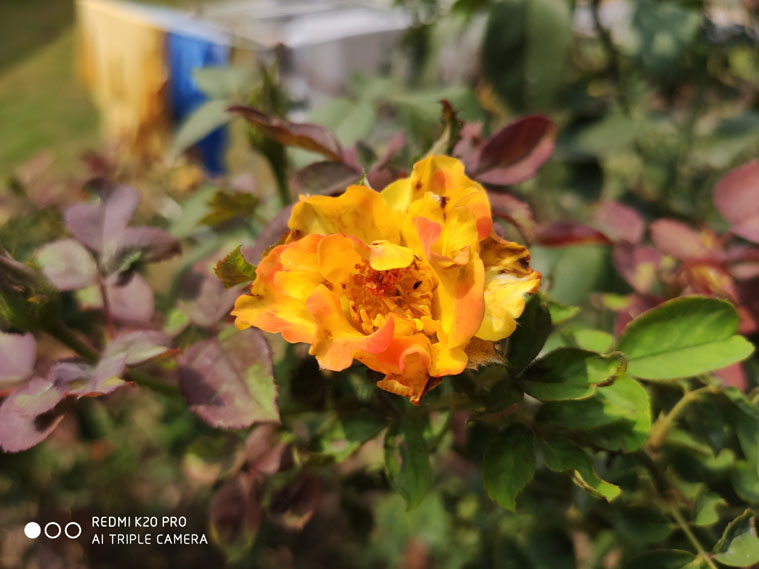 Redmi K20 Pro review, Xiaomi Redmi K20 Pro, Xiaomi Redmi K20 Pro review, Redmi K20 Pro specifications, Redmi K20 Pro features, Redmi K20 Pro price in India, Redmi K20 Pro sale