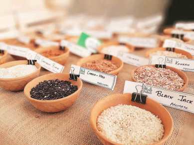 ricae varieties india, types of rice in india, Kashmir Mushk Budij, Uttar Pradesh Kala Namak, West Bengal Tulaipanji, Manipur Chak-hao Poireiton, Assam Komal Saul, Odisha Kalabati, Goa Korgut, Kerala Mullan Kazhama, Tamil Nadu Kaatuyaanam