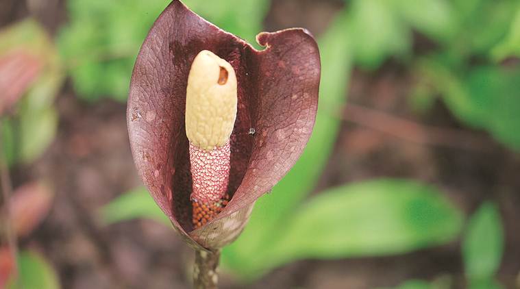 shevla, wild flowers, maharashtra wild flowers