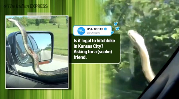 Kansas City, snake Kansas city, snake on mirror, Kansas mirror snake, scary snake, snake windshield, trending, Indian express