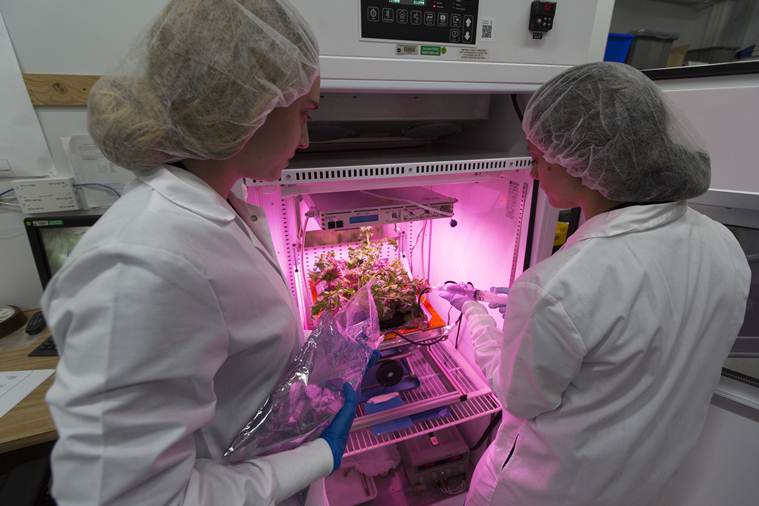 Nasa, nasa space food, space food by nasa, mars food, food for mars, nasa mars mission, astronauts, space mission, gardening for mars, gardening for space food, space food gardening, indian express