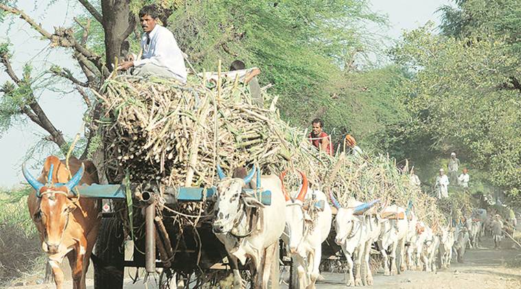 pune news today, sugar industry, narendra modi, sugar farmers, sugar farmers india, frp, central government, indian express news