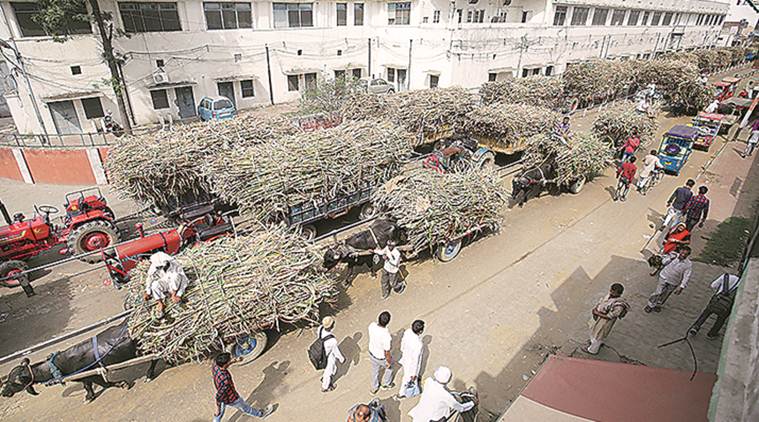 sugarcane farmers, Bajaj Hindusthan Sugar Ltd bankrupt, sugarcane prices, sugarcane mills, sugarcane crops, indian farmers, indian farmer suicide, 