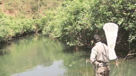 dragonflies, dragonflies in india, types of dragonflies, types of dragonflies in india, dragonfly catching, art and lifestyle, Indian Express