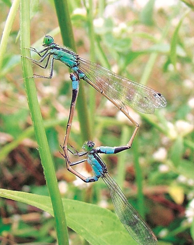 dragonflies, dragonflies in india, types of dragonflies, types of dragonflies in india, dragonfly catching, art and lifestyle, Indian Express