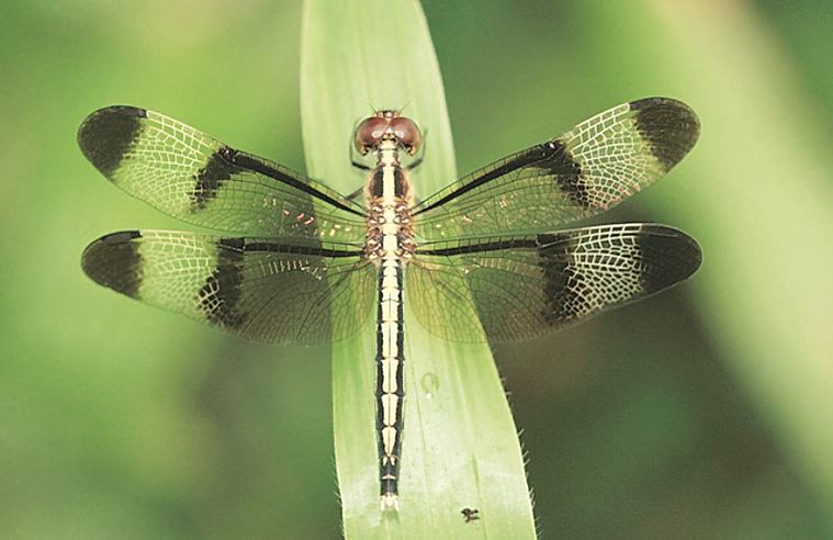 dragonflies, dragonflies in india, types of dragonflies, types of dragonflies in india, dragonfly catching, art and lifestyle, Indian Express