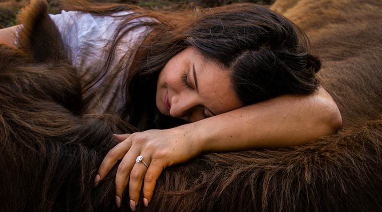 cow Therapy, cow cuddling, dog therapy, cow mental health, Horses Lifestyle Naples