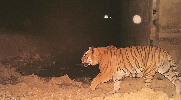 animal underpasses, animal underpasses maharashtra, tigers, tigers in india, maharshtra, pench reserve, pench wildlife reserve, wildlife, wildlife conservation, india news, indian express