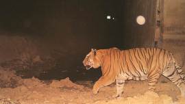 NTCA discusses better synergy with ministries for tiger conservation