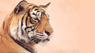Tigers in india, Tigers in Bandhavgarh, Tigers in Kanha, Tigers in Sariska, Tigers in stress, Tiger census, Wildlife Conservation in India, Indian express