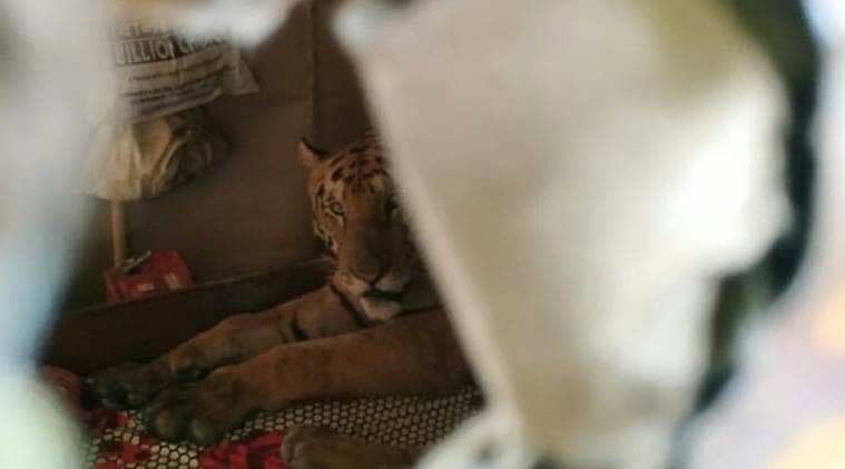 'Assam floods bring in unusual visitor': Kaziranga tiger takes shelter in home amid rain