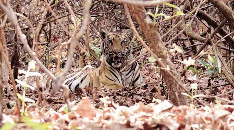 tiger conservation, tiger number, tigers camera traps, tiger, tiger population in india, tigers in india, project tiger, tiger conservation in india, india tiger population, Indian express