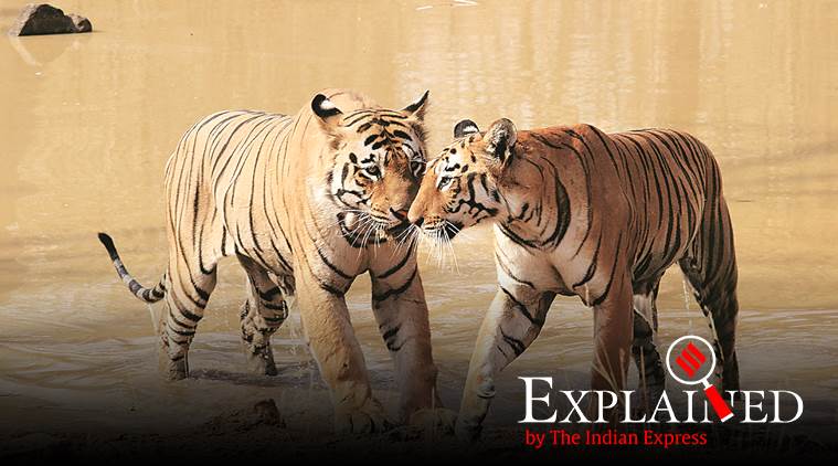 tiger numbers, tiger count, tiger numbers decline, Tigers in India, tiger count explained, indian express