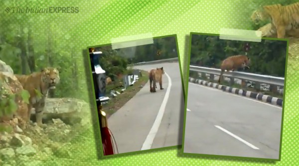 tiger crossing highway, pench tiger reserve, nh7, tiger crossing nh7, tiger crossing nagpur highway, nh7 extension debate, viral videos, indian express