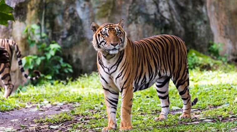 Palamau, Jharkhand; Buxa, West Bengal: At reserves where no tigers ...