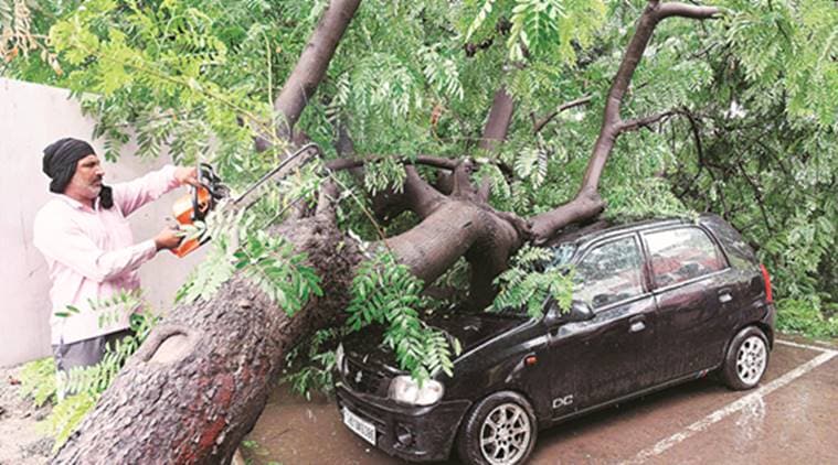 trees, tree felling, tree felling chandigarh, punjab and haryana court, forest department, chandigarh administration, chandigarh news, indian express news