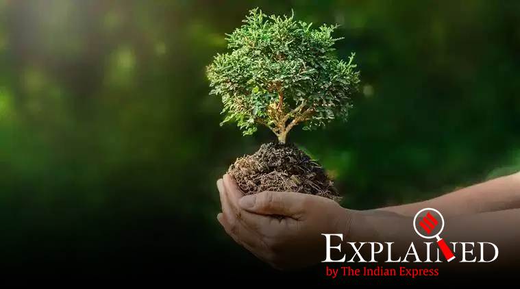 trees, plant a trillion trees, Restoration of forests, India forests, climate change, global warming, save a tree, green environemnt, trees getting cut, deforestation, Indian express
