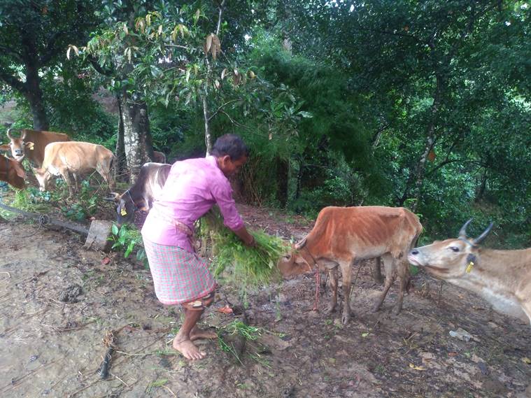 Tripura, tripura News, cow deaths, Devipur cow shelter deaths, Devipur cow deaths, Devipur, tripura government, tripura, Indian Express