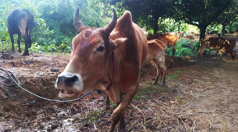 madhya pradesh, kamal nath, madhya pradesh cow death, beef ban, madhya pradesh cow protection, indian express