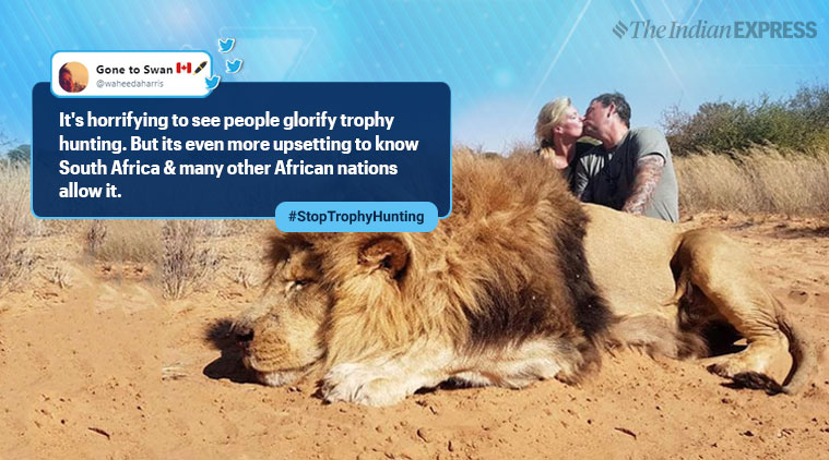 trophy hunting, lion hunting, lion hunting copule kiss photp, couple trophy hunting viral photo, africa animal hunting tour, indian express