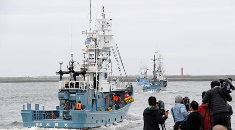 Japan, Japan whaling, Japan commercial whaling, Japan whaling commission, Japan research whaling, International Whaling Commission