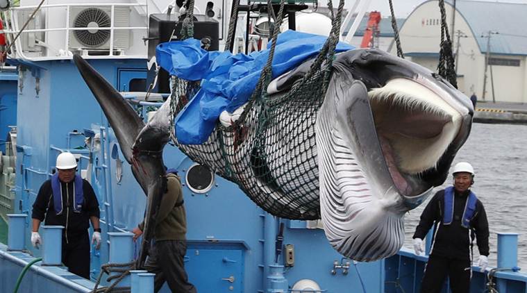 Japanese whalers bring home 1st commercial catch in 31 years