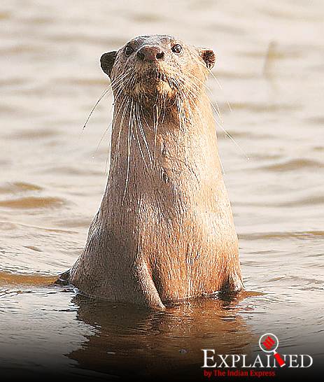 International protection for ‘cute’ otters: what is CITES, what does it do?