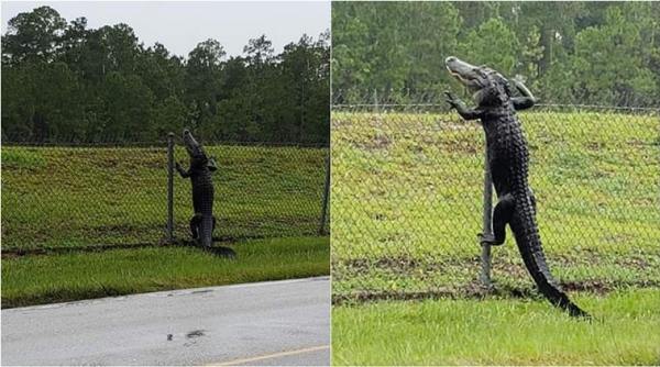 alligator crosses fence, croc cross fence in florida, alligator climbs fence, viral news, odd news, indian express